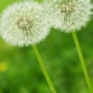 Meet your Posher, Ricky